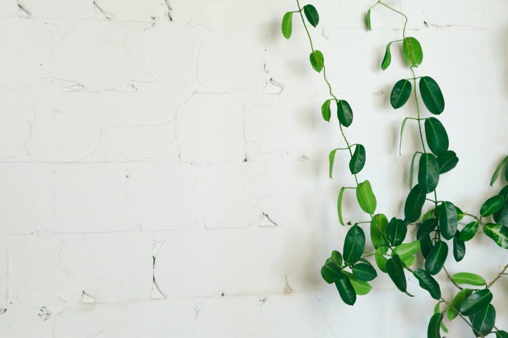 Les plantes tombantes s'accrochent directement sur les murs.