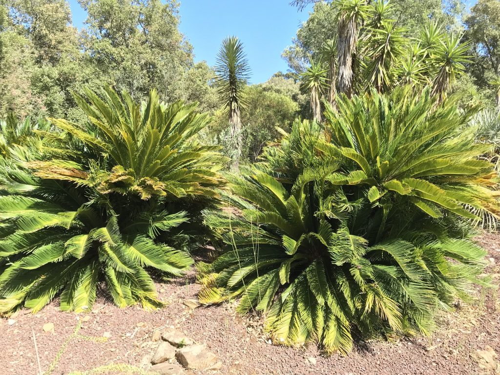 Exemplaire de Cycas revoluta cultivés dans un jardin du sud-est de la France